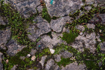 Plants in an old mountain forest in the early morning. Background with texture and moss.