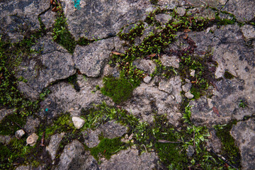 Plants in an old mountain forest in the early morning. Background with texture and moss.