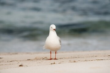 seagull on the beach