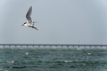 White-fronted tern (Sterna striata) flying over water. Wings in angelic arc. Large copy space...