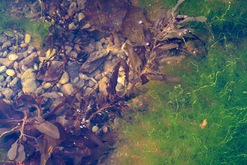 Rock pool nature background. Green and purple texture image of rocky shore.
