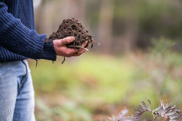 soil falling around a test tube collecting a soil sample in a paddock on a farm. scientist studying soil health and biology in a field in australia in spring