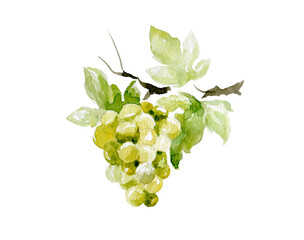 Branch of white grapes. Hand drawn watercolor painting, Illustration for wine or grape drinks with clipping path.