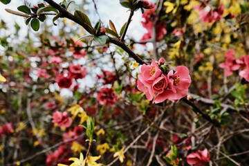 Fototapeta premium Blüten