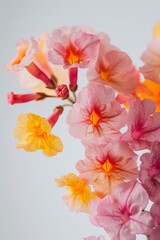 Flower Photography, Lantana camara 'Ham and Eggs' Close up view, Isolated on white Background