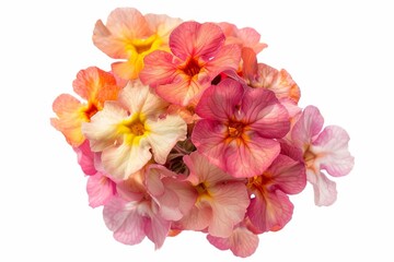 Flower Photography, Lantana camara 'Luckyâ„¢' Close up view, Isolated on white Background