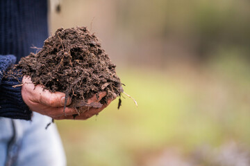 soil falling around a test tube collecting a soil collecting a soil sample in a paddock on a farm australian agronomist practicing agronomy innovation on a organic regenerative agriculture, for cows