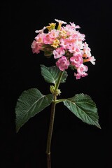 Flower Photography, Lantana camara 'Pink Caprice' Close up view, Isolated on Black Background