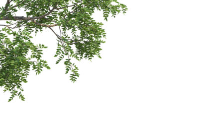Branch with Green Leaves 3D Rendered on corner border, transparent background
