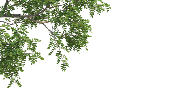 Branch with Green Leaves 3D Rendered on corner border, transparent background