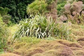 Obraz premium Wild New Zealand Flax in Autumn