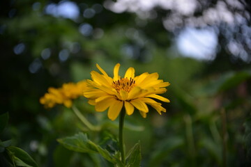 Strahlende Blüte mit Bokeh