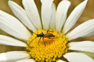 A fairy ring longhorn beetle ,Pseudovadonia livida, seen ox-eye daisy flower in May.
