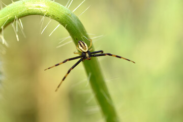 The jumping spider is scared, it spread its legs in different directions.
