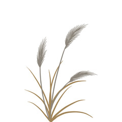 Reed traditional retro botanical illustration