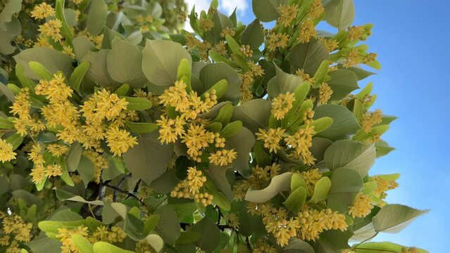 Linden color of a blossoming linden tree video slow motion