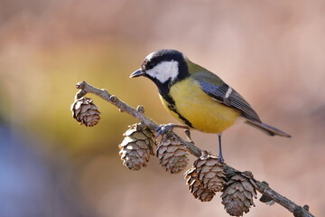 A cute grteat tit sits on a larch twig with cones. Parus major. Close up portrait of a titmouse