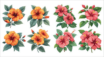 Fototapeta premium Tropical hibiscus flower set, Beautiful pink hibiscus flower, Pink hibiscus flower, Lovely pink hibiscus flower bouquet, Set of hibiscus flowers vector, Red hibiscus flower, Chinese rose, Romantic