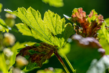 aphids on damaged currant leaves, Pests on garden plants, gardening, pest control