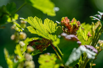 aphids on damaged currant leaves, Pests on garden plants, gardening, pest control