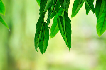 leaves of the sunlight