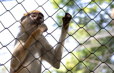 Close up shot of a small caged monkey holding the fence and socializing with tourists for snacks