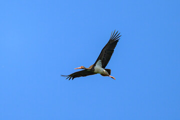 A Black Stork in flight blue sky
