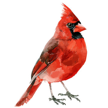 recommend clip art: Watercolor vector of a red cardinal (Northern cardinal) bird, isolated on a white background, design art, drawing clipart, Illustration painting, Graphic logo, cardinal vector 