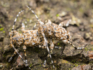 A pair of small longhorn beetles sitting on a piece of wood