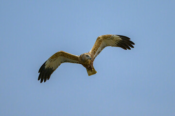 A Western Marsh Harrier flying on a sunny day