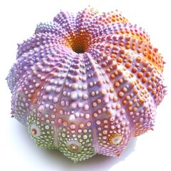 sea, shell, urchin, sea urchin, animal, beach
