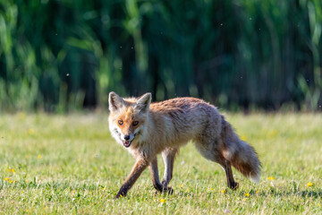Fuchs am Pramort in der freien Wildbahn auf dem Zingst.