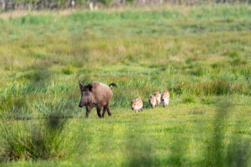 Wildschwein, Bache mit Frischlingen in der freien Wildbahn auf dem Zingst.