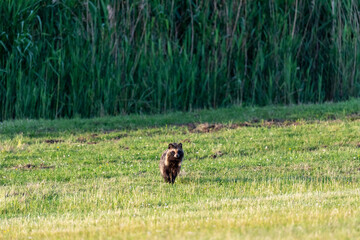 Marderhund am Pramort in der freien Wildbahn auf dem Zingst.