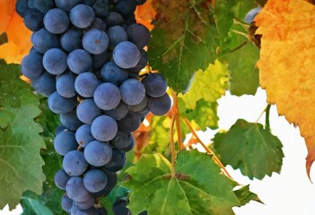 a bunch of grapes hanging from a vine