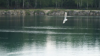 Seagull in Flight with Reflection on Lake A seagull in flight is beautifully reflected on the surface of a lake. The bird's wings are spread wide, showcasing its grace and agility. The calm waters bel