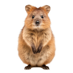 Fototapeta premium quokka isolated on white
