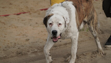 Central Asian Shepherd Dog Walking Towards the Camera A Central Asian Shepherd dog is captured walking directly towards the camera, creating a dynamic and engaging front view. The dog's strong and con