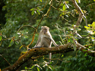 Monkey on a tree relaxing 