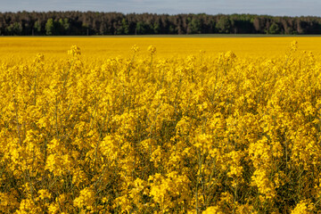 A large field colored yellow by the rapeseed growing on it