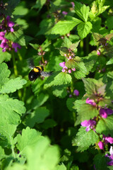 A flying bumblebee sits on a deaf nettle, lamium purpureum. Selective focus and macro photography