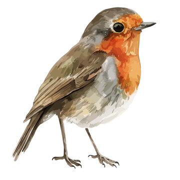 recommend clip art: Watercolor clipart of a Robin bird, isolated on a white background, Robin vector, Illustration painting, Graphic logo, drawing design art