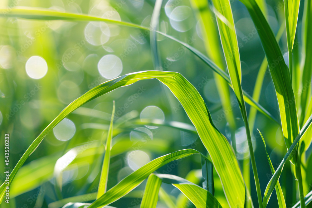 Poster green grass blades with soft bokeh lights in the background creating a peaceful scene