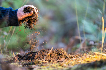 Obraz premium soil falling around a test tube collecting a soil collecting a soil sample in a paddock on a farm australian agronomist practicing agronomy innovation on a organic regenerative agriculture, for cows