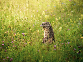 cute marmot sitting on a sunny green meadow with colourful flowers