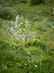 cute marmot couple sitting on a green meadow 