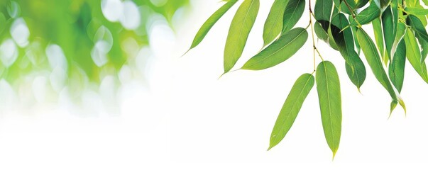 Stylized bamboo leaves, vibrant greens, flat design, clean lines ,The images are of high quality and clarity