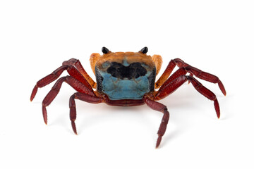 Lepidothelphusa menneri (Three-colored Crab) has a very distinctive tri-coloured pattern. The Crab is reported from Indonesian Borneo for the first time in January 2024 (new species).