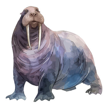 recommend clip art: Watercolor painting of a walrus, isolated on a white background, walrus vector, drawing clipart, Illustration Vector, Graphic Painting, design art, logo