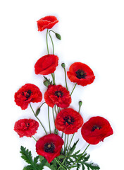 Flowers red poppy and buds ( Papaver rhoeas, corn poppy, corn rose, field poppy, red weed ) on a white background with space for text. Top view, flat lay